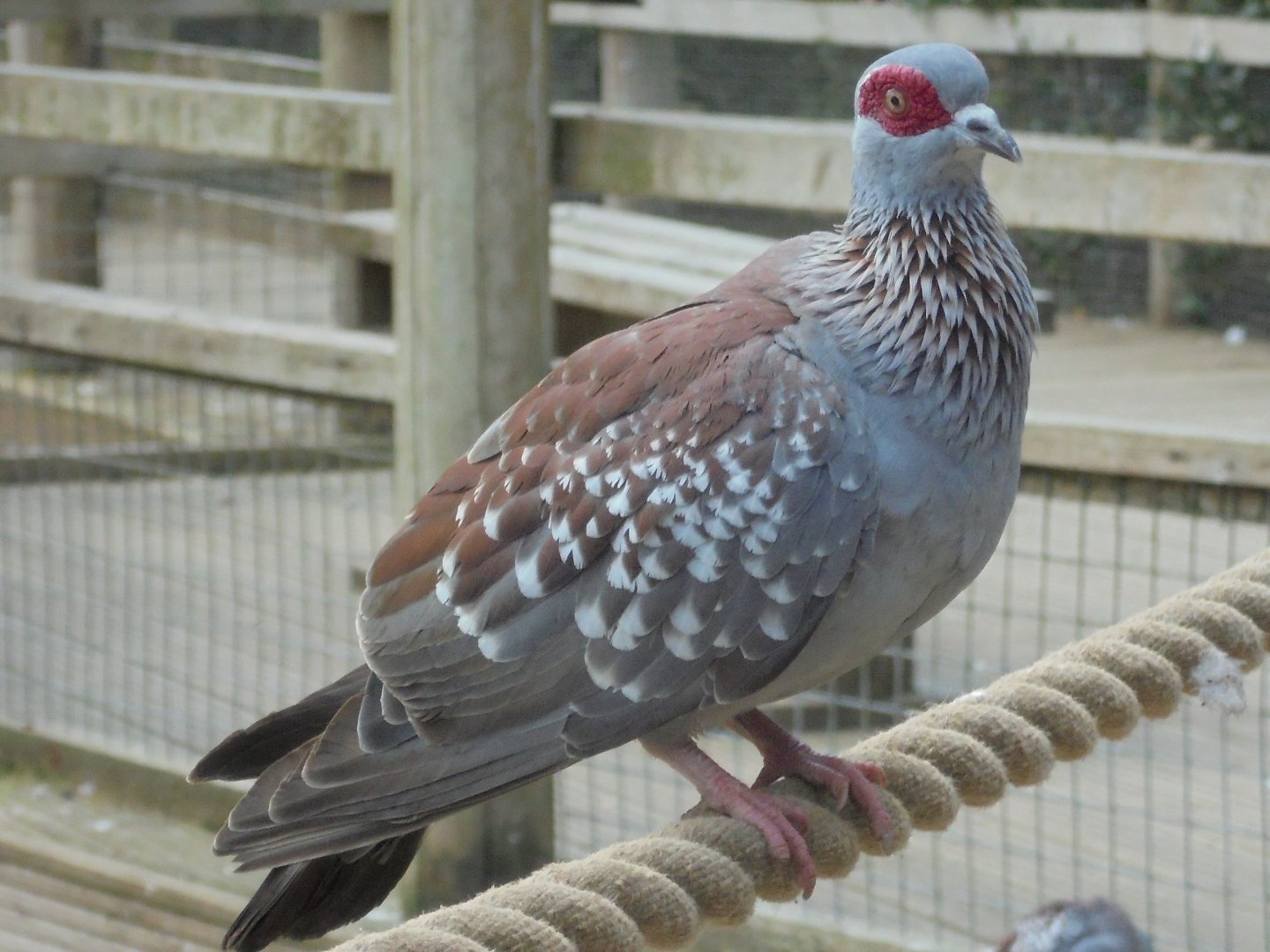 African Rock Pigeon 2017