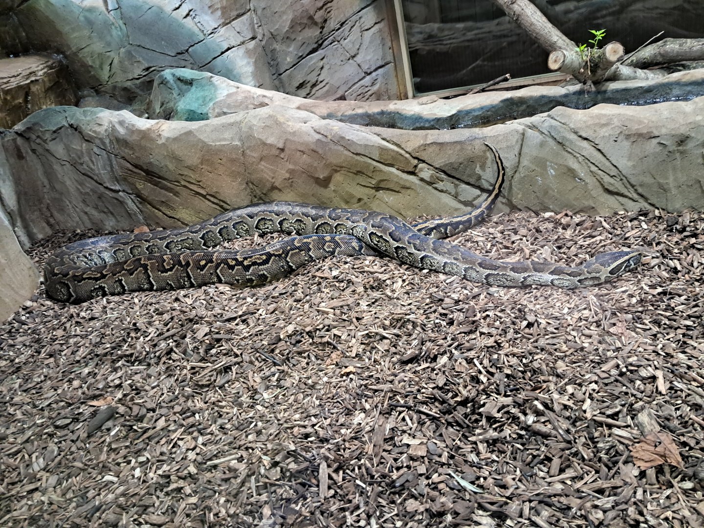 African rock python- 5/1/2025