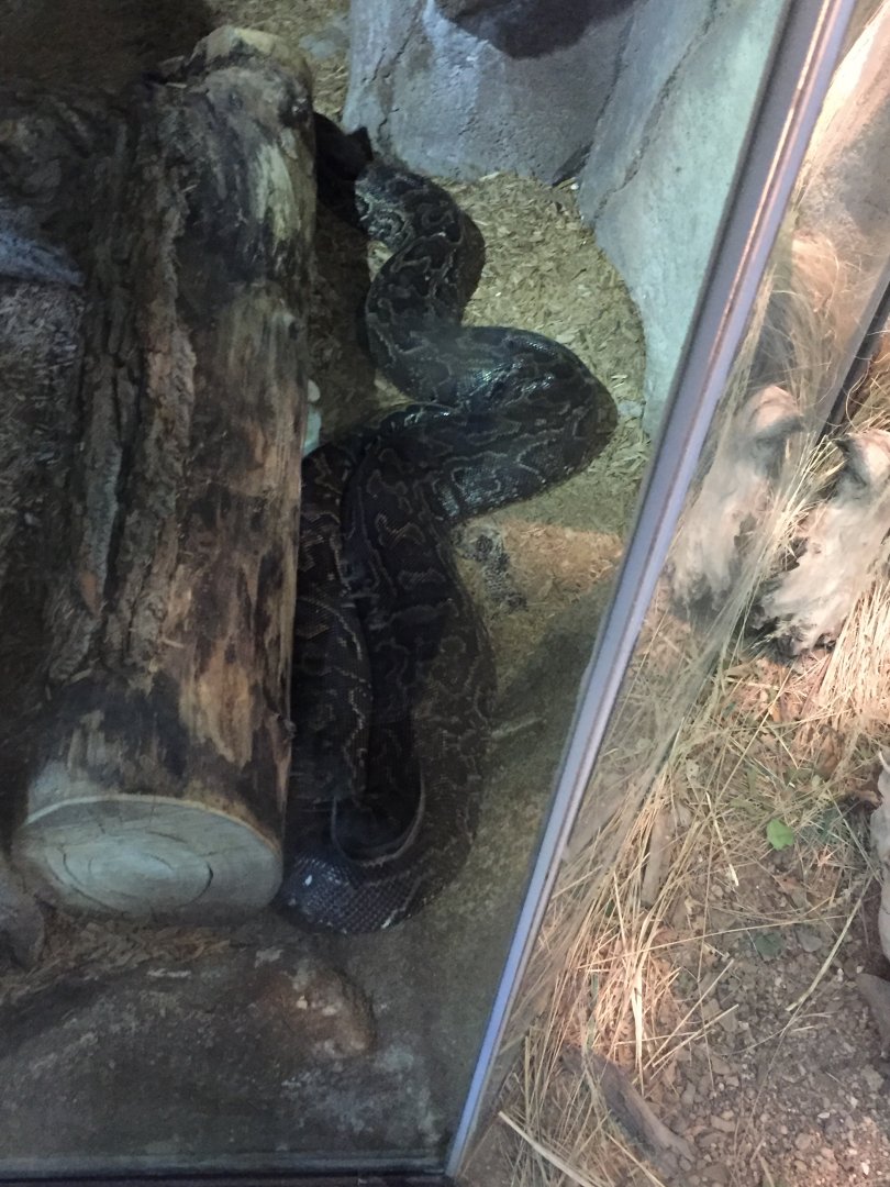African rock python 6-23-2017