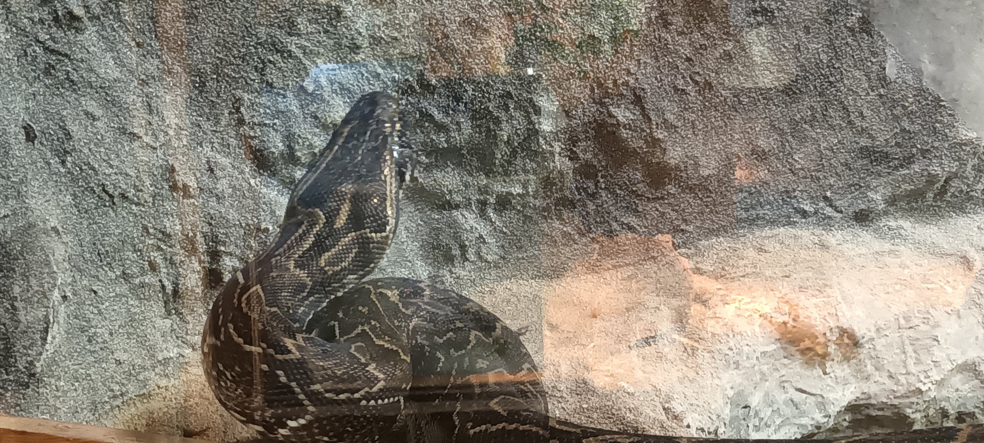 African rock Python closeup