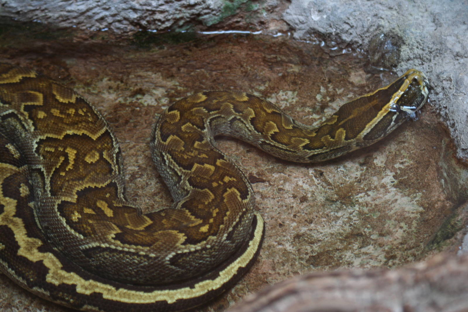 African Rock Python @ Dudley; 13.06.09