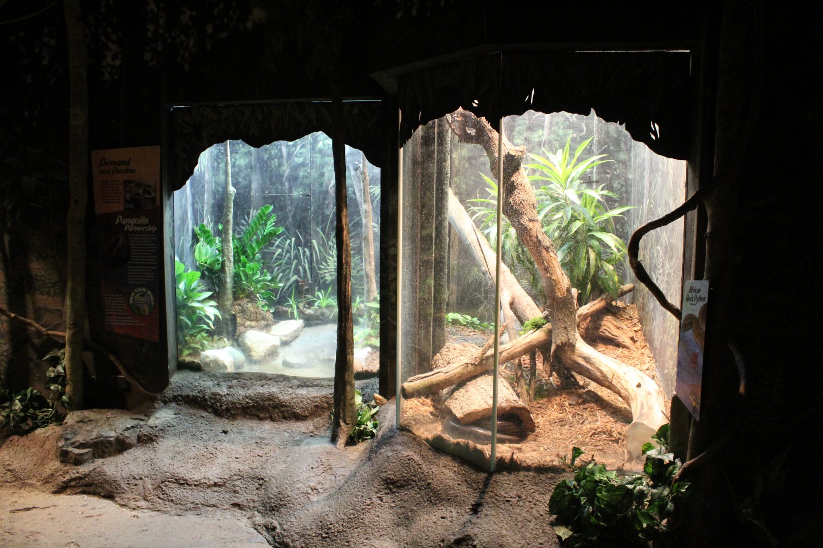 African Rock Python Exhibit - Habitat Africa! The Forest