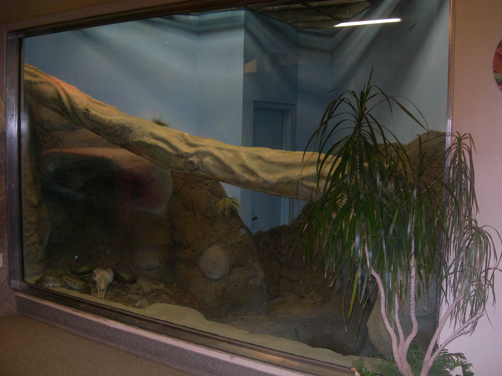 African Rock Python Exhibit in Elephant Crossing