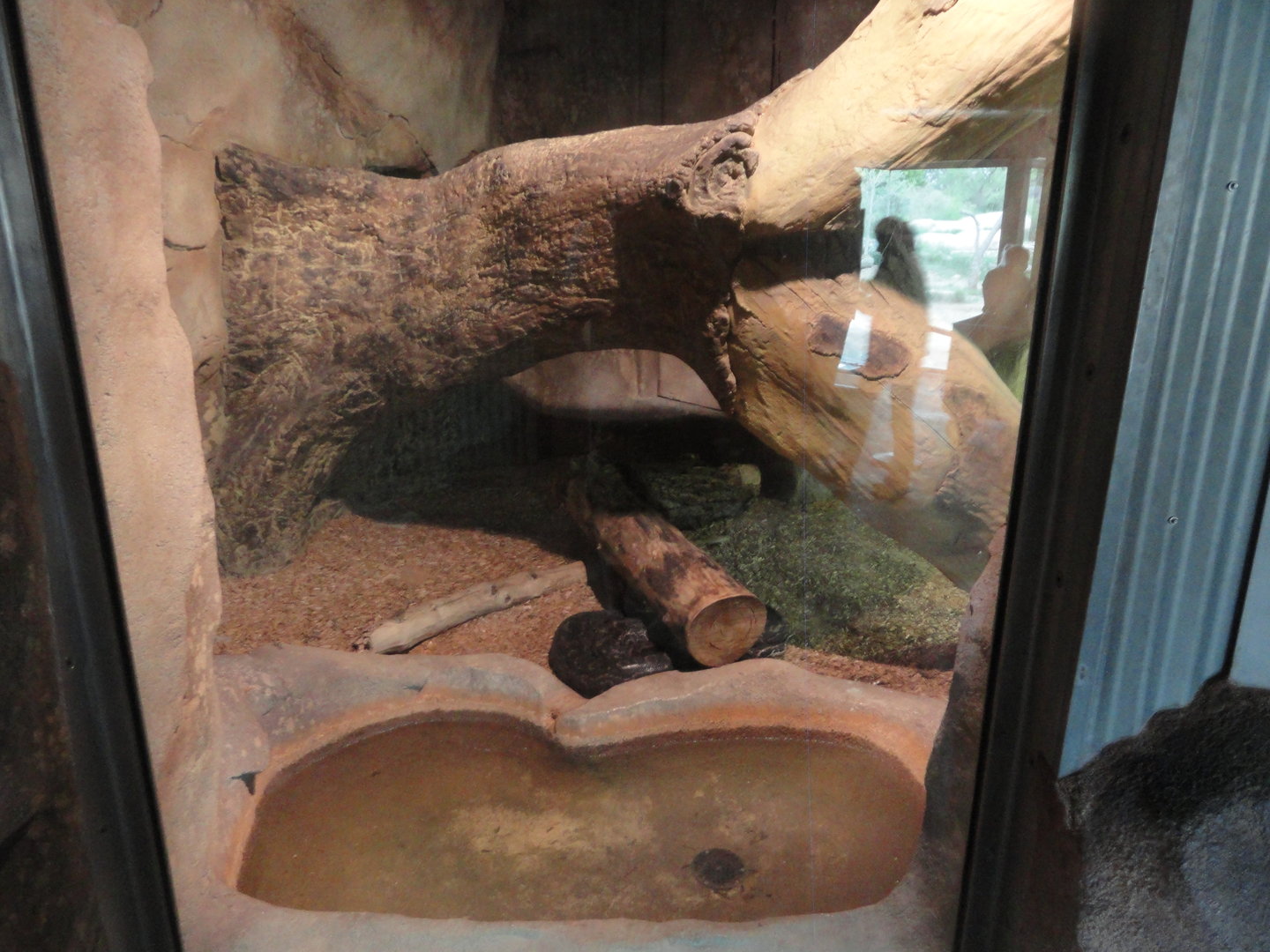 African Rock Python Exhibit