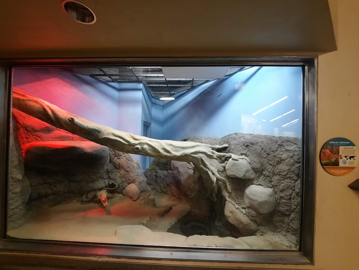 African Rock Python Exhibit