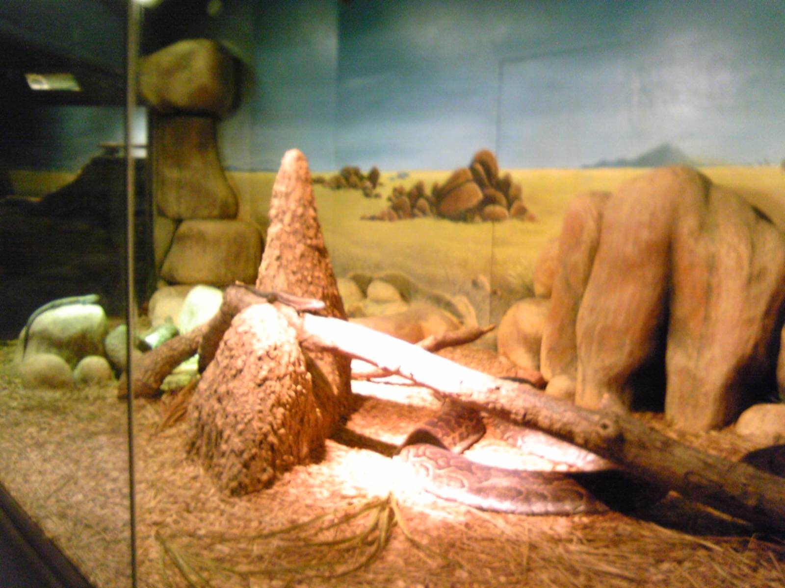 African Rock Python exhibit