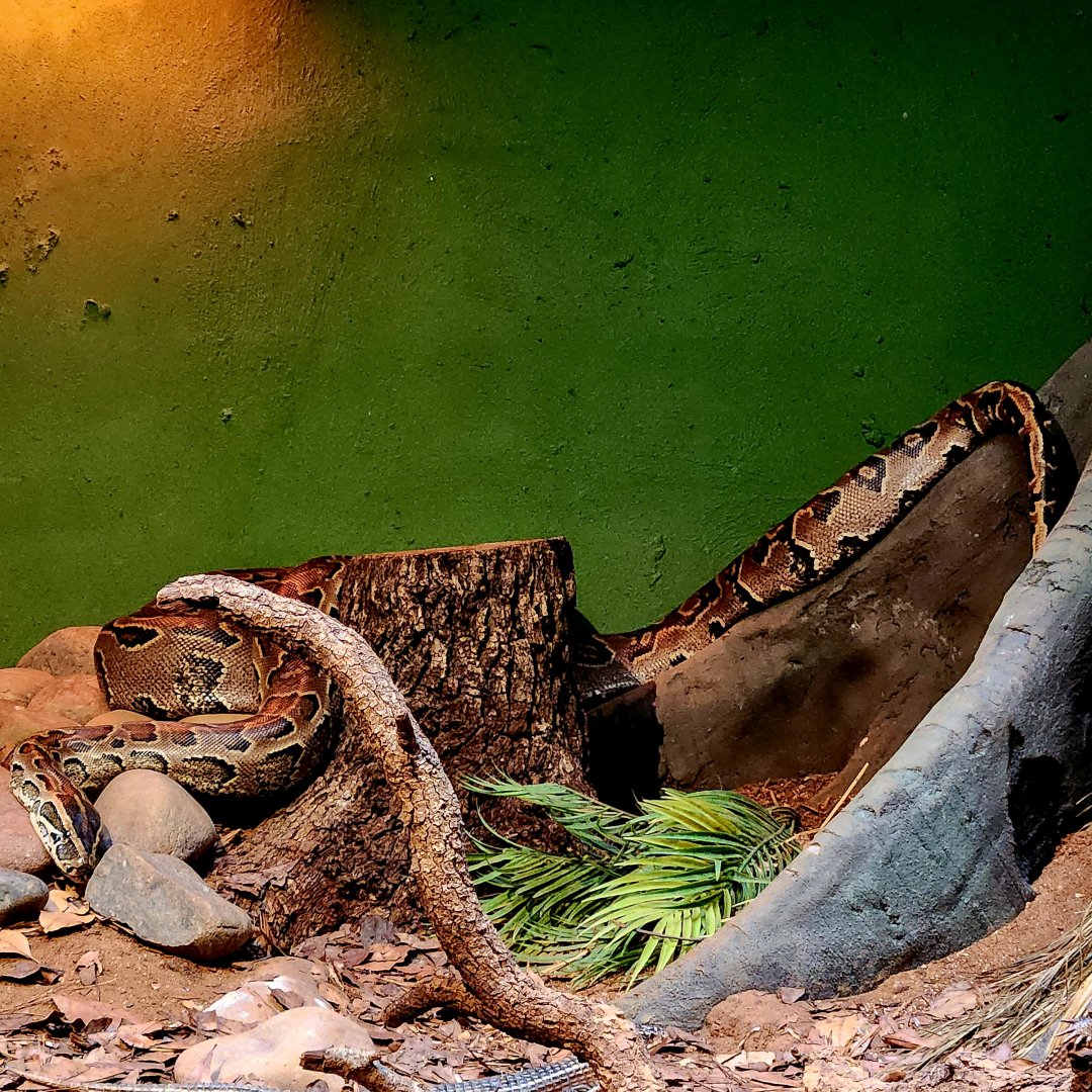 African Rock Python (Python sebae) and Sudan Plated Lizard (Broadleysaurus major)