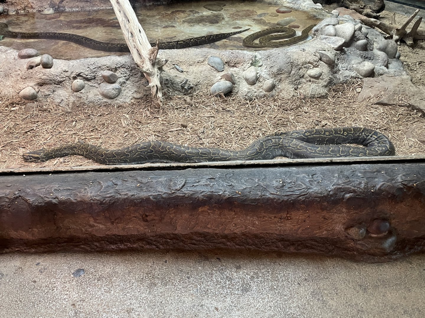 African rock python (Python sebae)