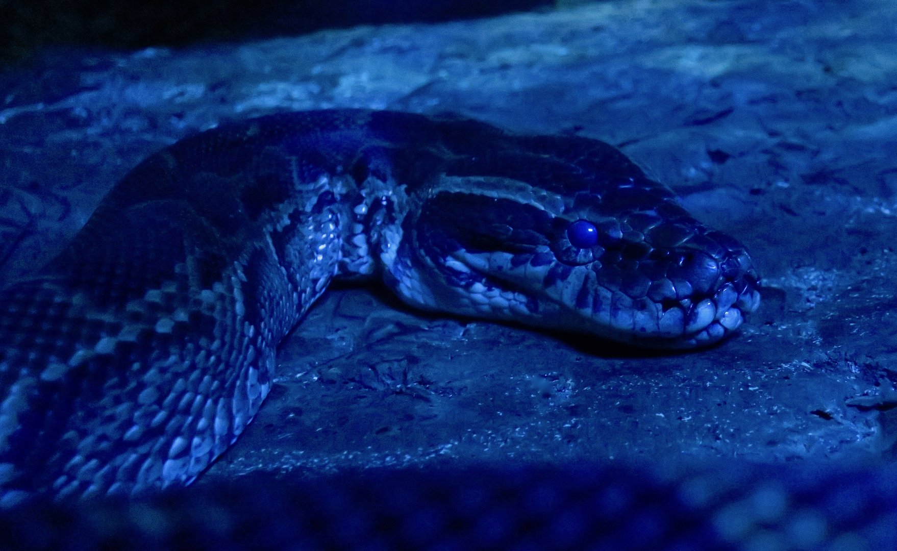 African Rock Python (Python sebae)