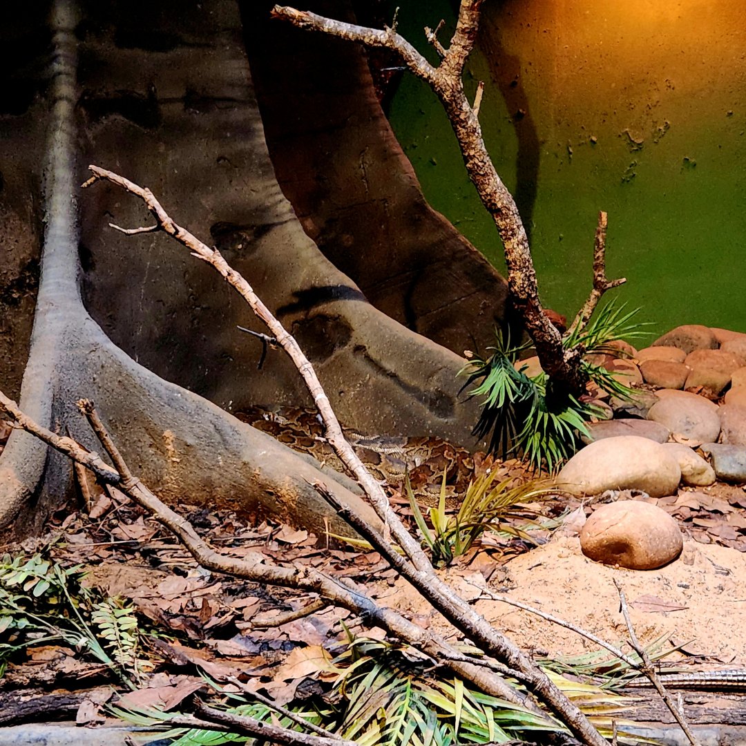 African Rock Python (Python sebae)