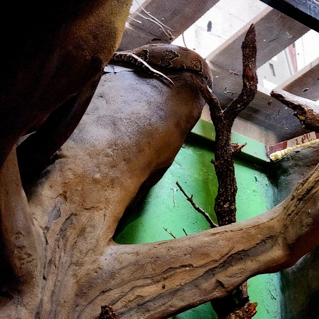 African Rock Python (Python sebae)