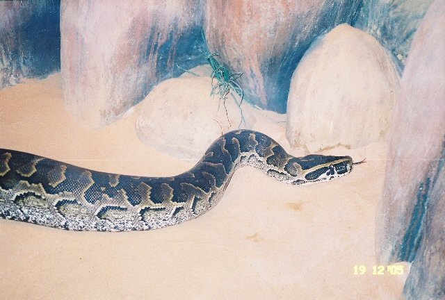 African Rock Python