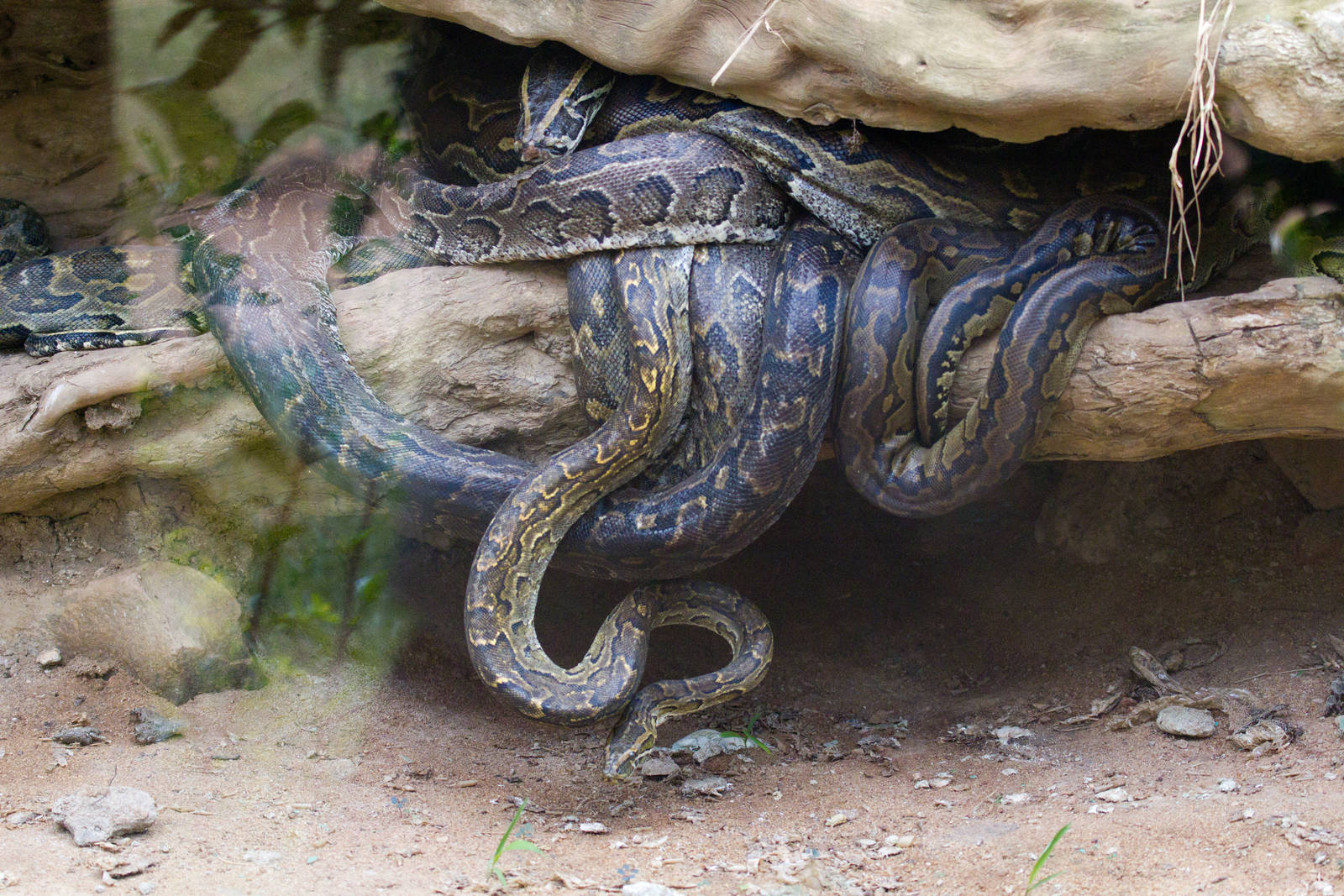 African Rock Python