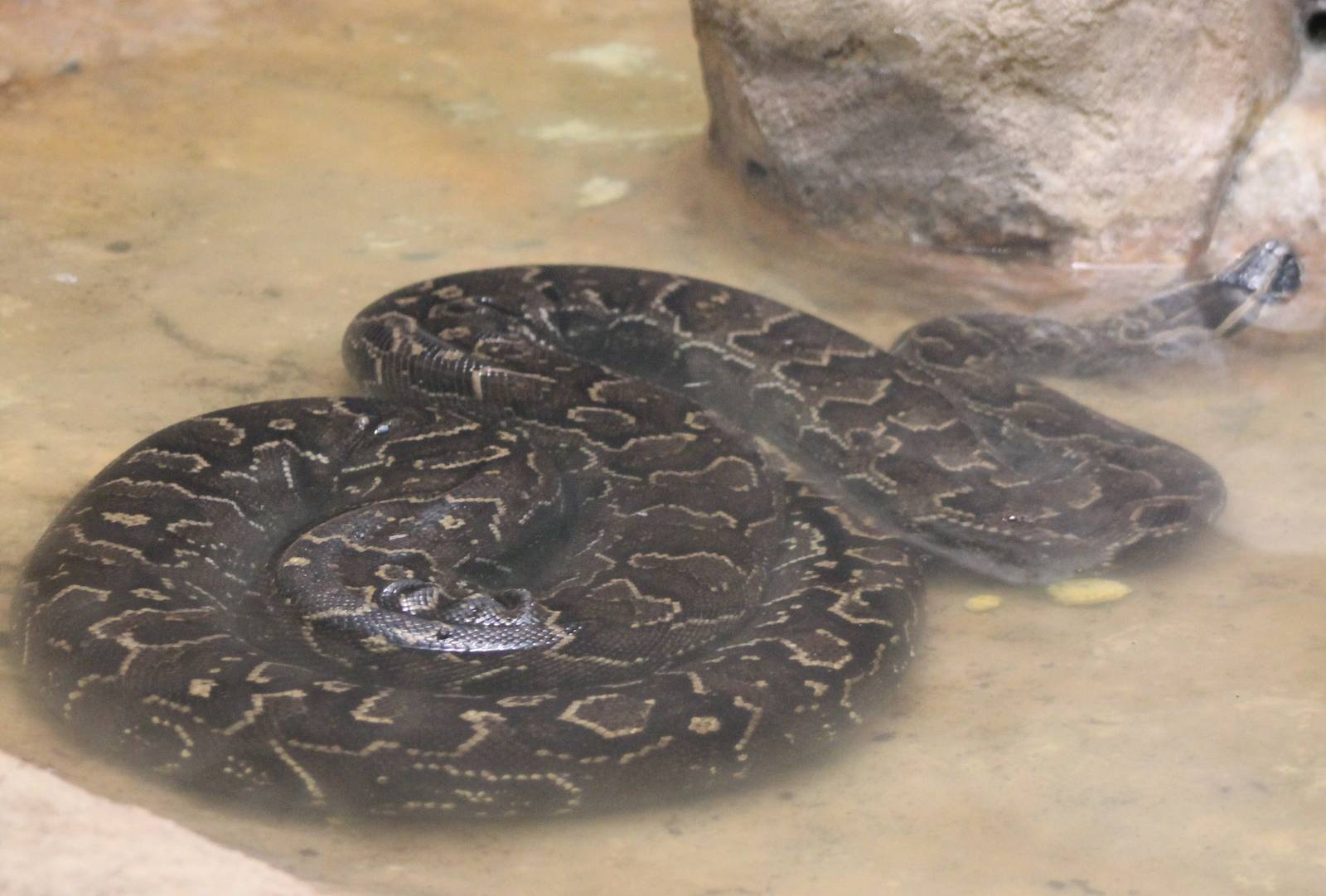 African rock python