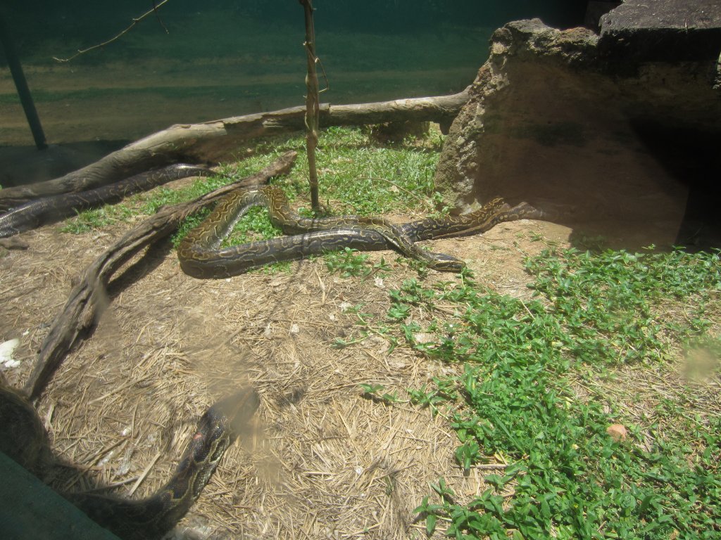 African Rock Python