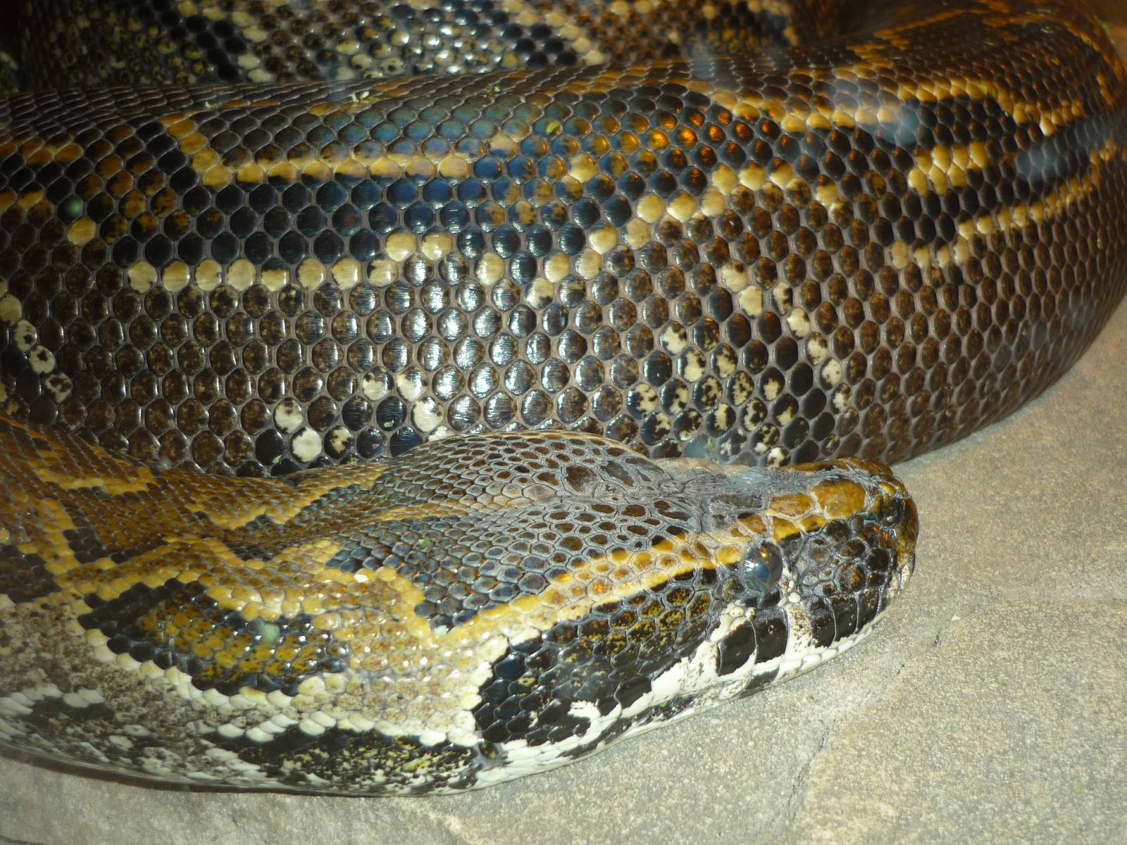 African Rock Python