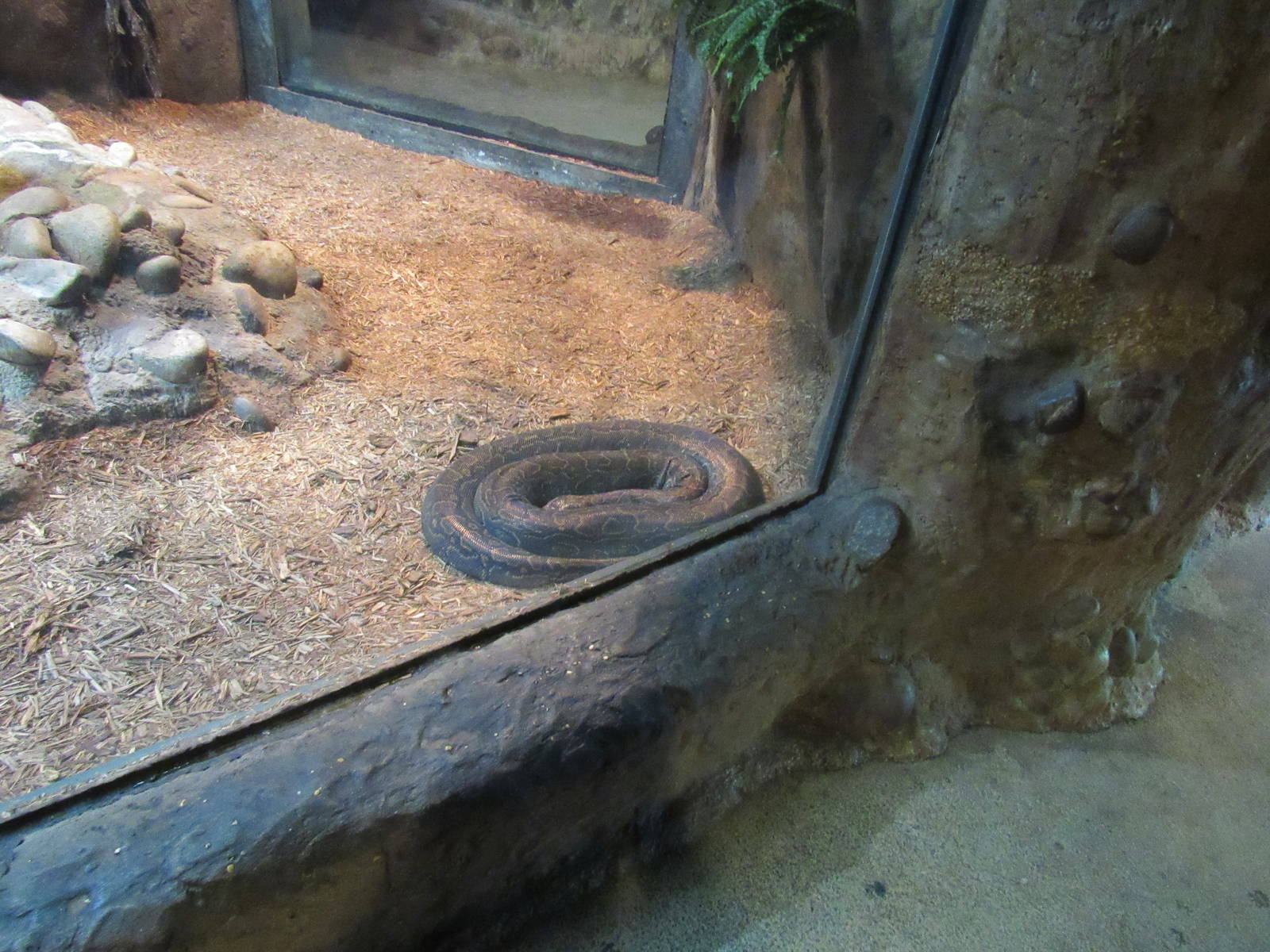 African Rock Python