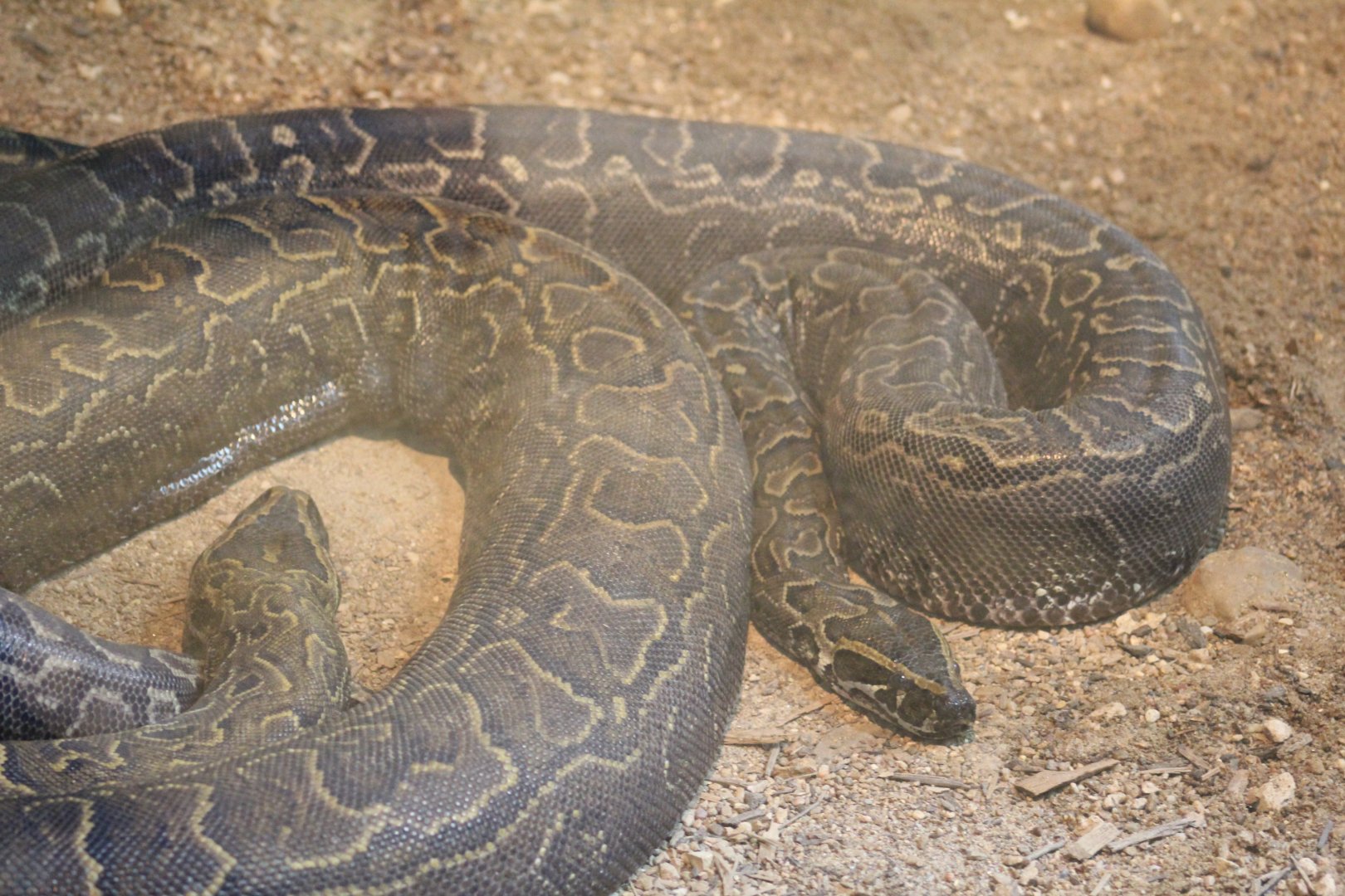 African Rock Python