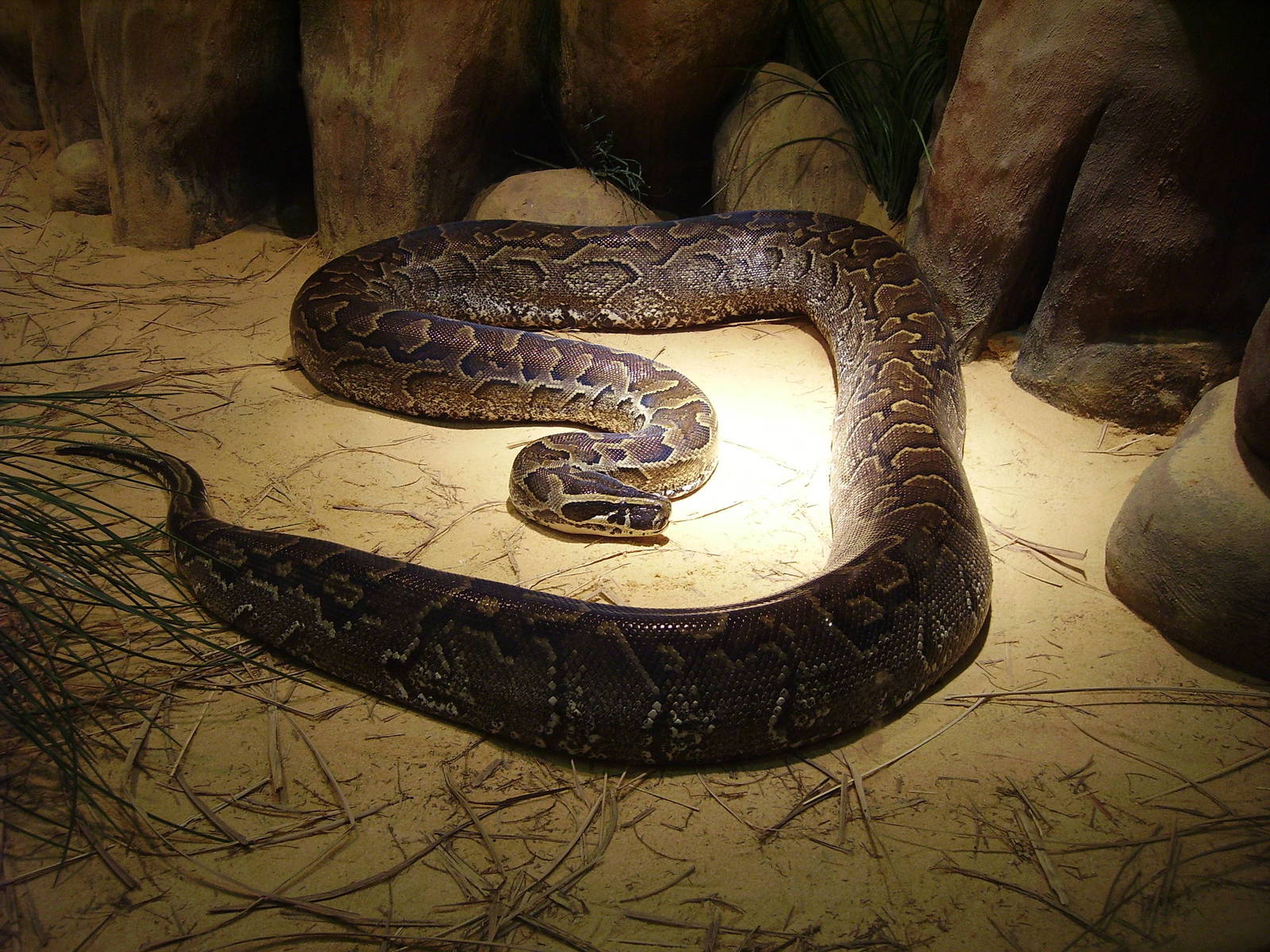 African Rock Python