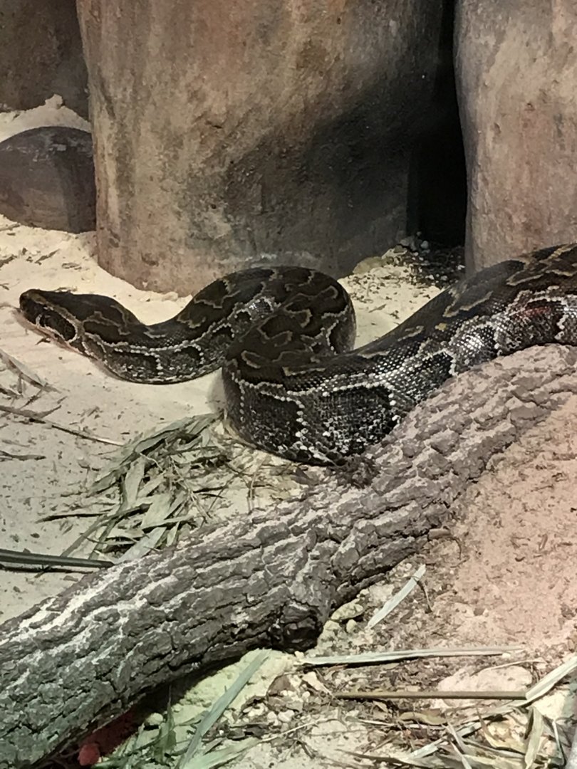 African rock python