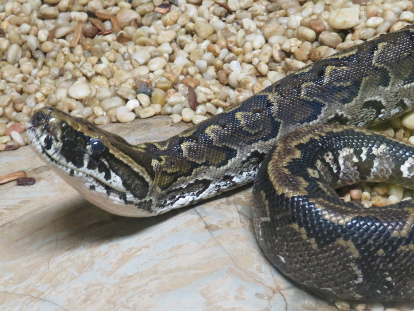 African rock python