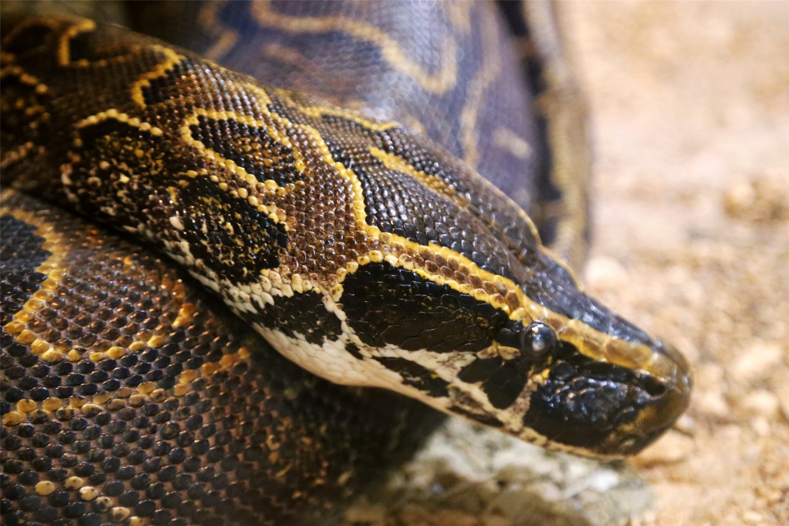 African Rock Python