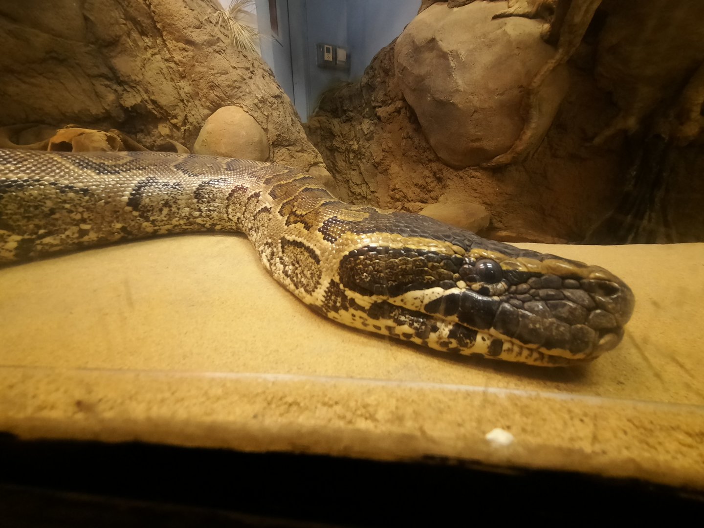 African Rock Python