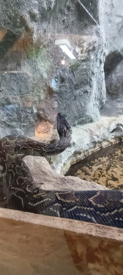 African rock Python