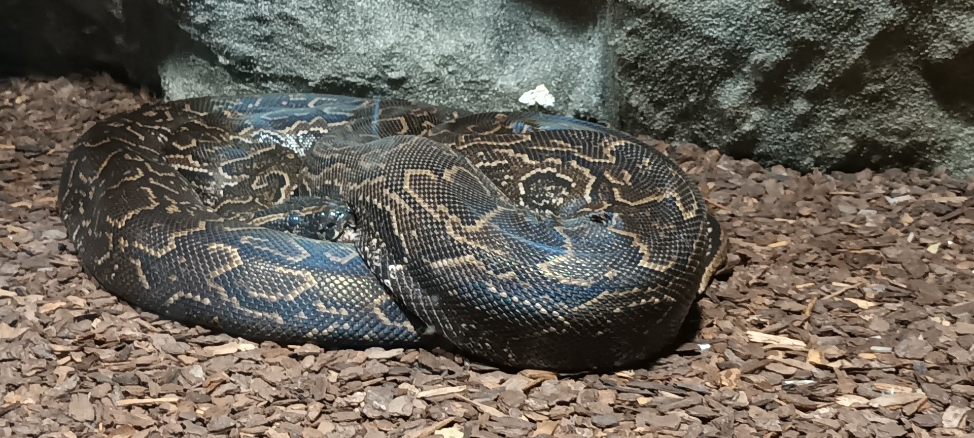 African rock Python