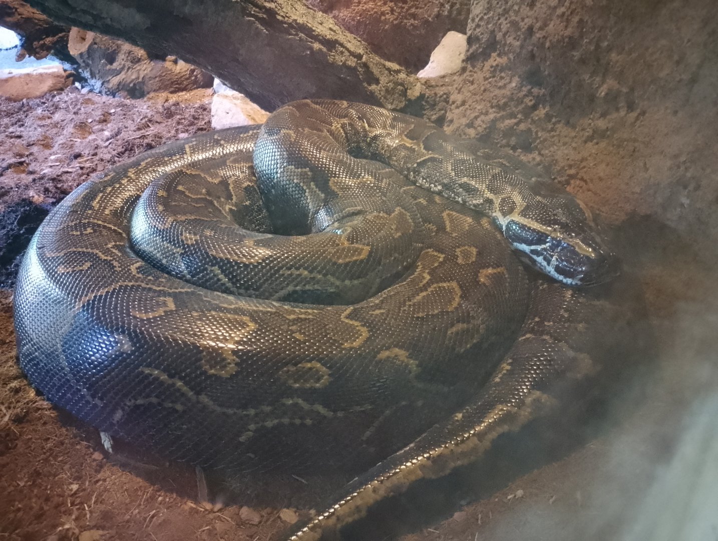 African rock python