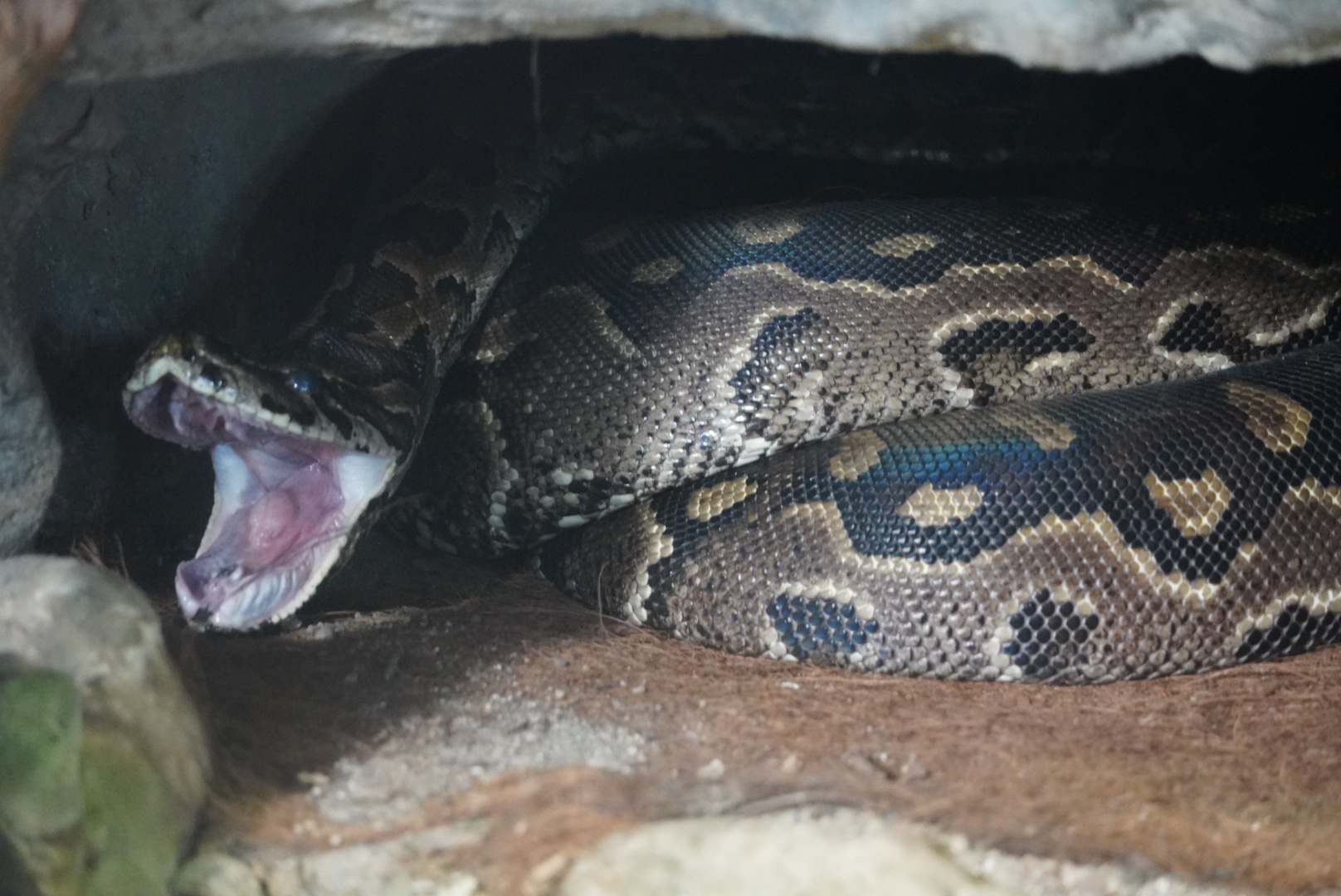 African Rock Python