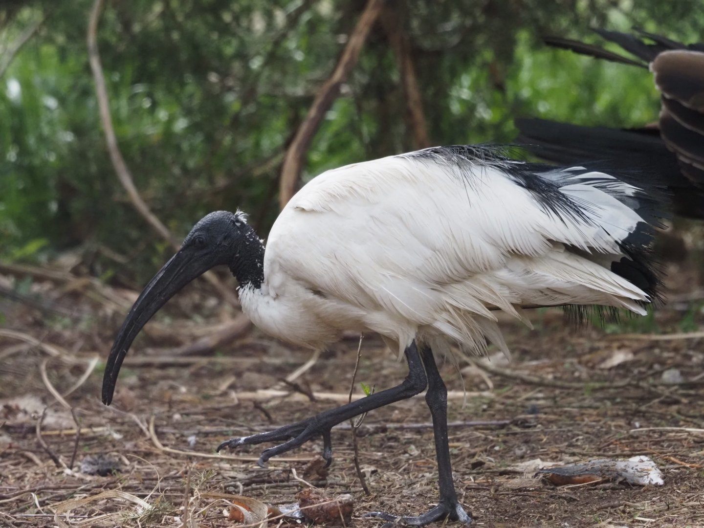 African Sacred Ibis 1