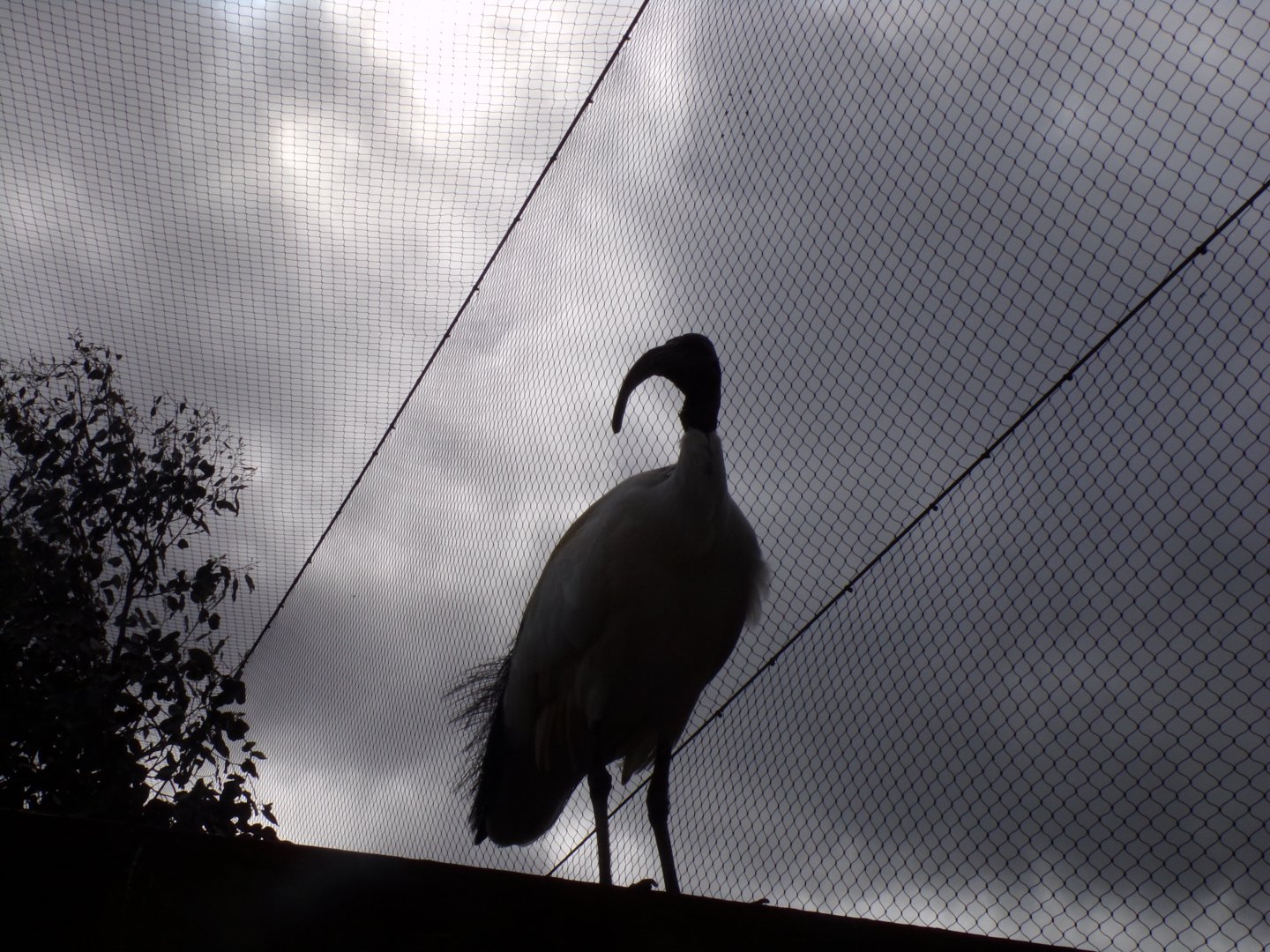 African sacred ibis 12.4.24