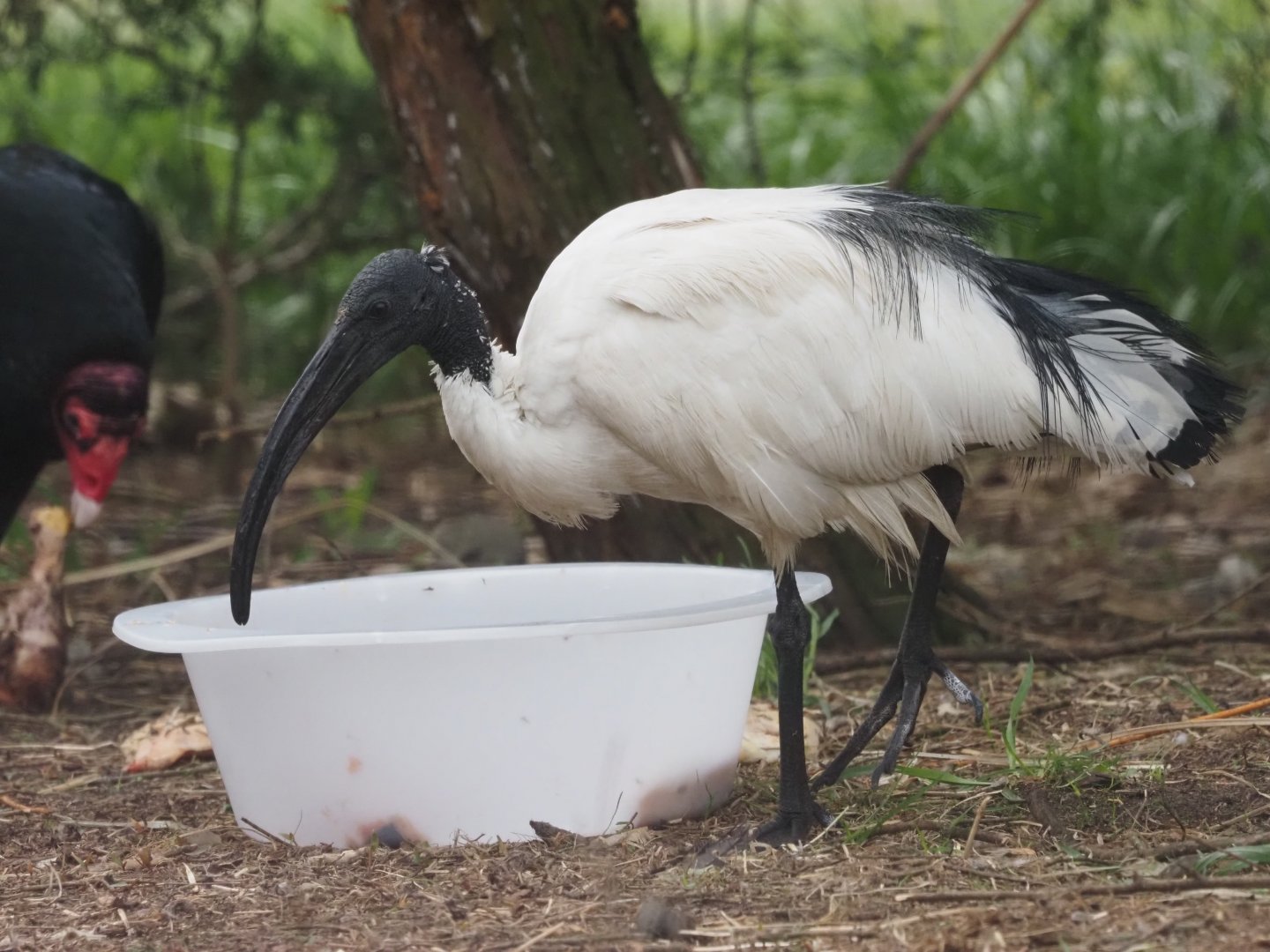 African Sacred Ibis 2