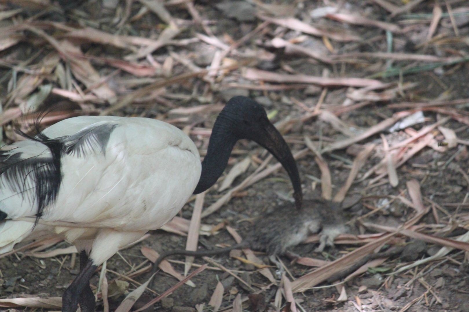 African sacred ibis and a dead rodent