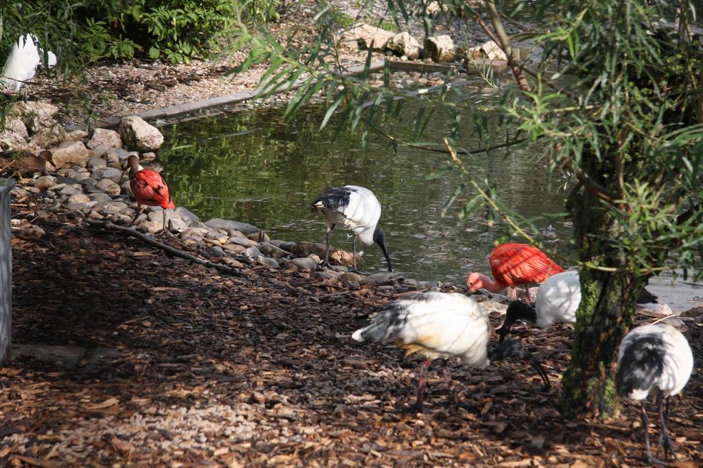 African sacred ibis and Scarlet ibis