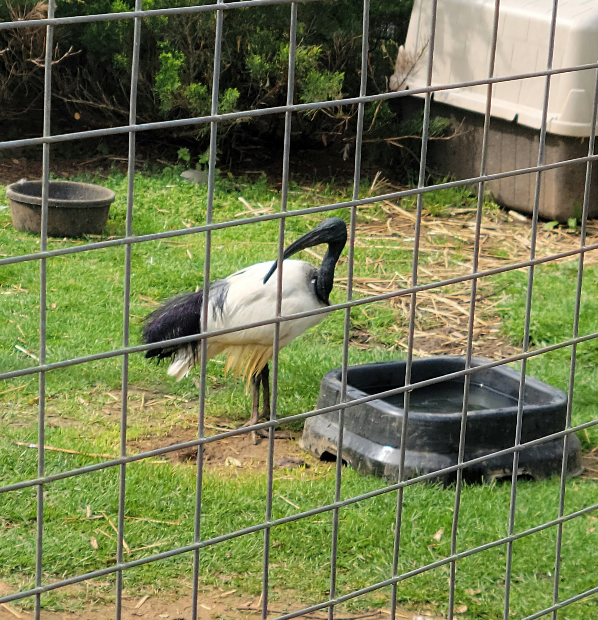 African Sacred Ibis  - Bright's Zoo