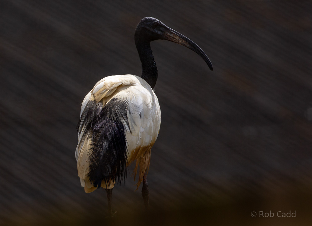 African sacred ibis : Cotswold WP : 12 Jul 2019