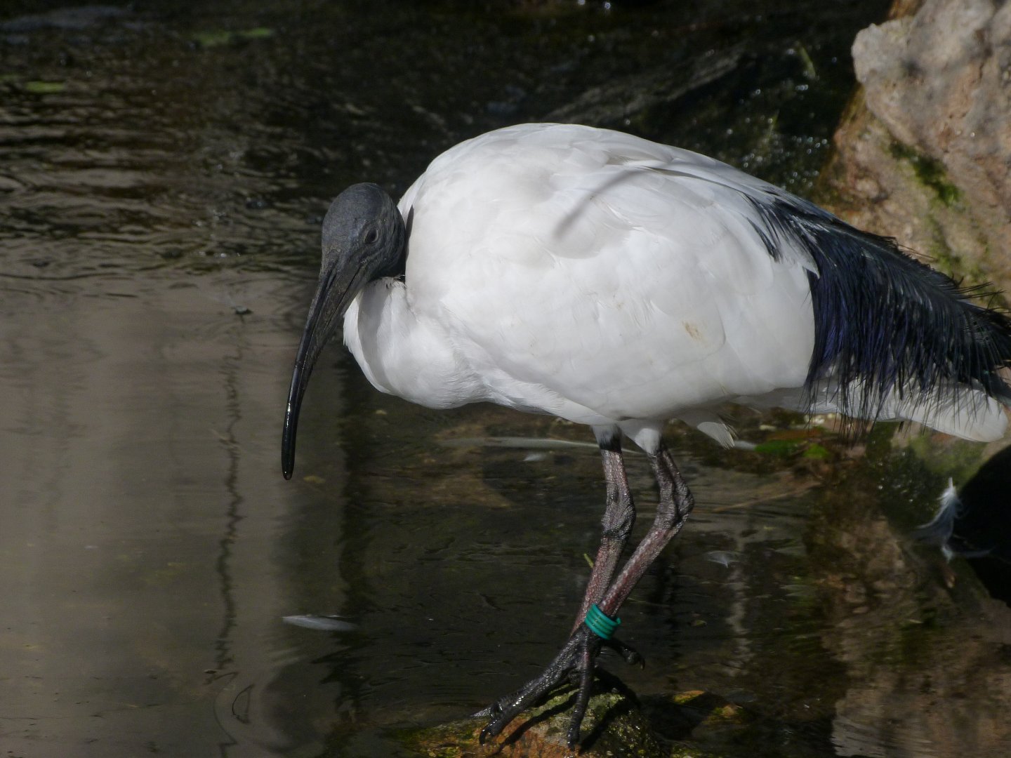 African sacred ibis -Faunia (2025)