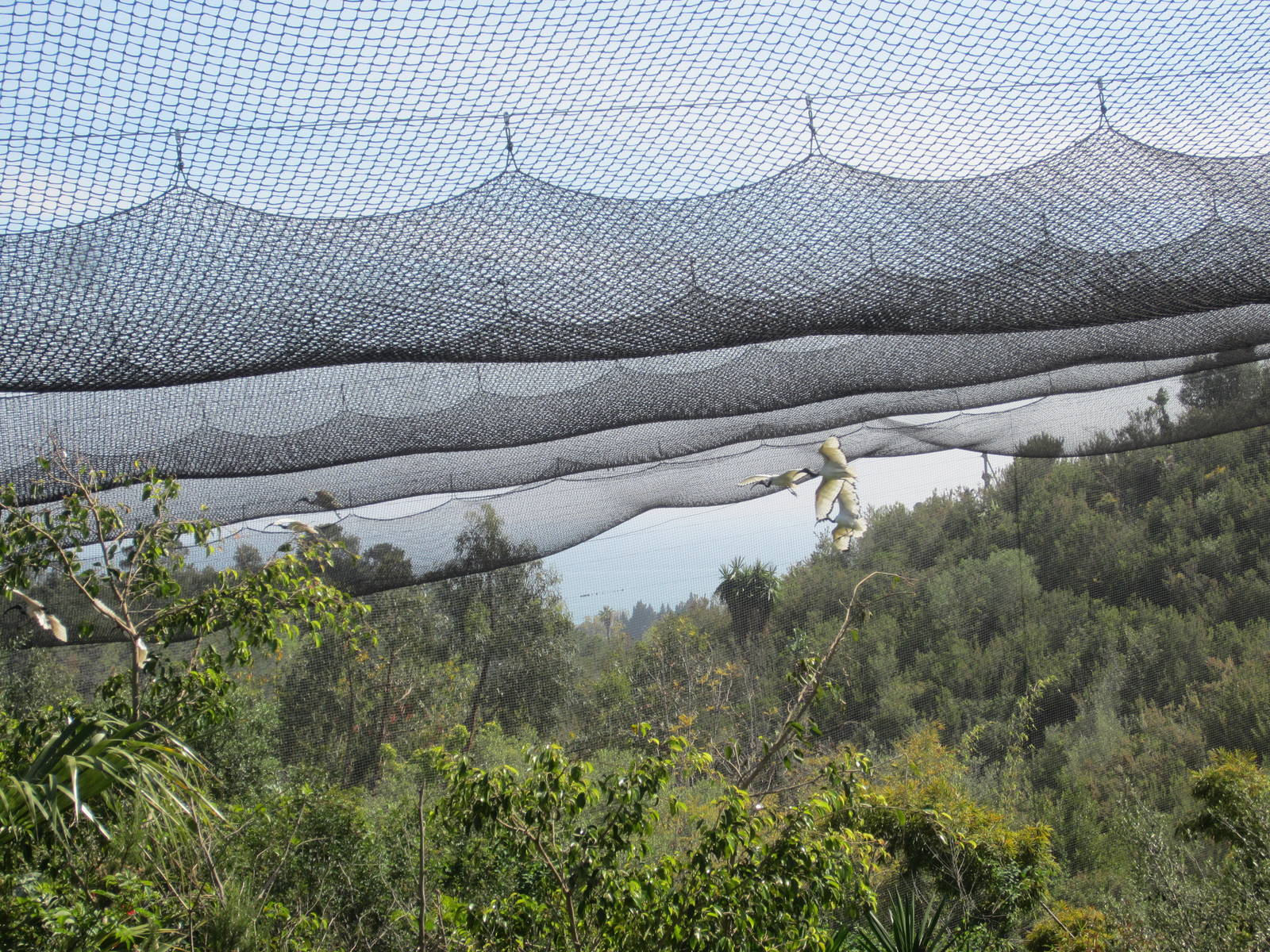 African sacred ibis in aviary