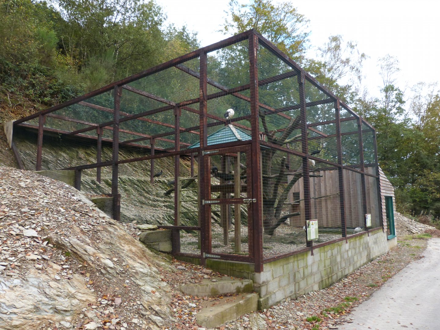 African sacred ibis - Parc animalier de Bouillon