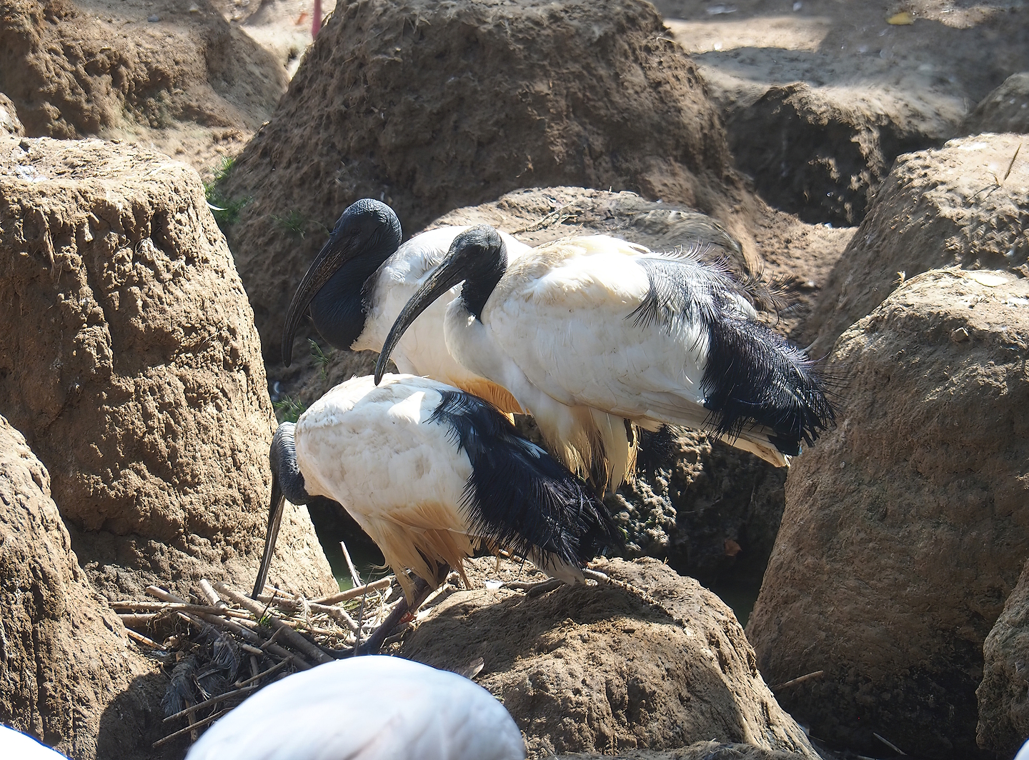 African sacred ibis (Threskiornis aethiopicus), 2022-08-20