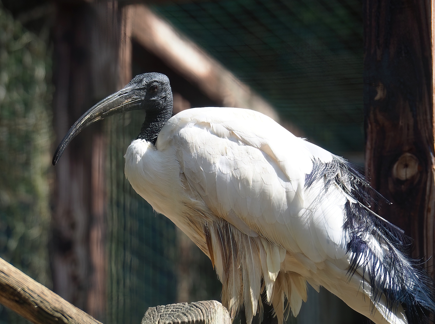 African sacred ibis (Threskiornis aethiopicus), 2023-06-24