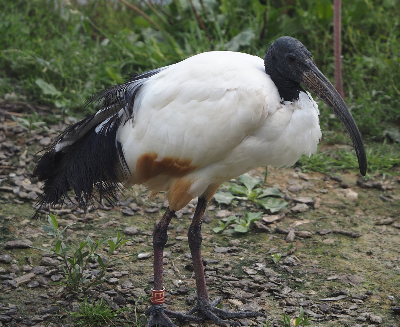 African sacred ibis (Threskiornis aethiopicus), 2024-08-21