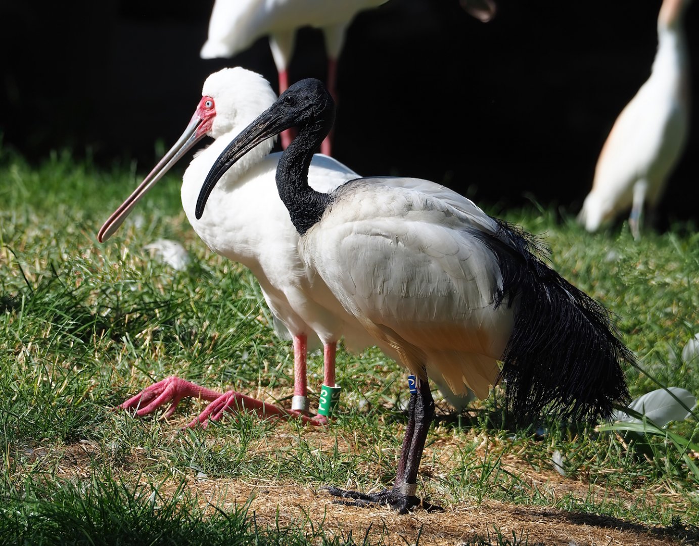 African sacred ibis (Threskiornis aethiopicus) and African spoonbill (Platalea alba), 2023-07-08