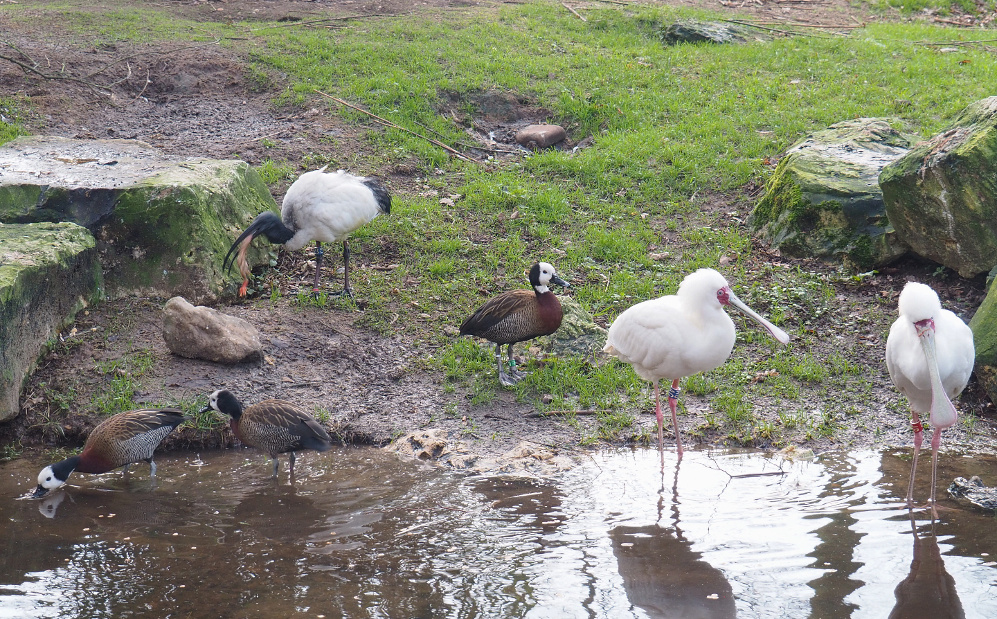 African sacred ibis (Threskiornis aethiopicus), White-faced whistling ducks (Dendrocygna viduata) and African spoonbills (Platalea alba), 2022-01-02
