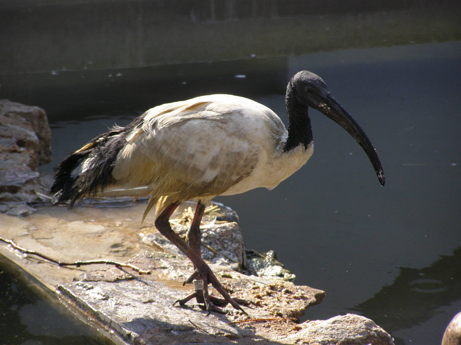 African sacred ibis (Threskiornis aethiopicus)
