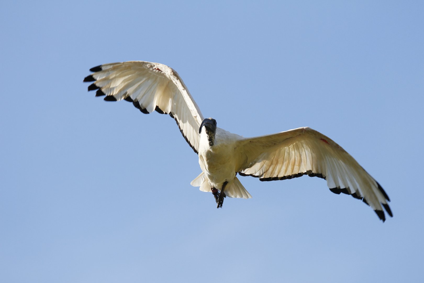 African sacred ibis (Threskiornis aethiopicus)