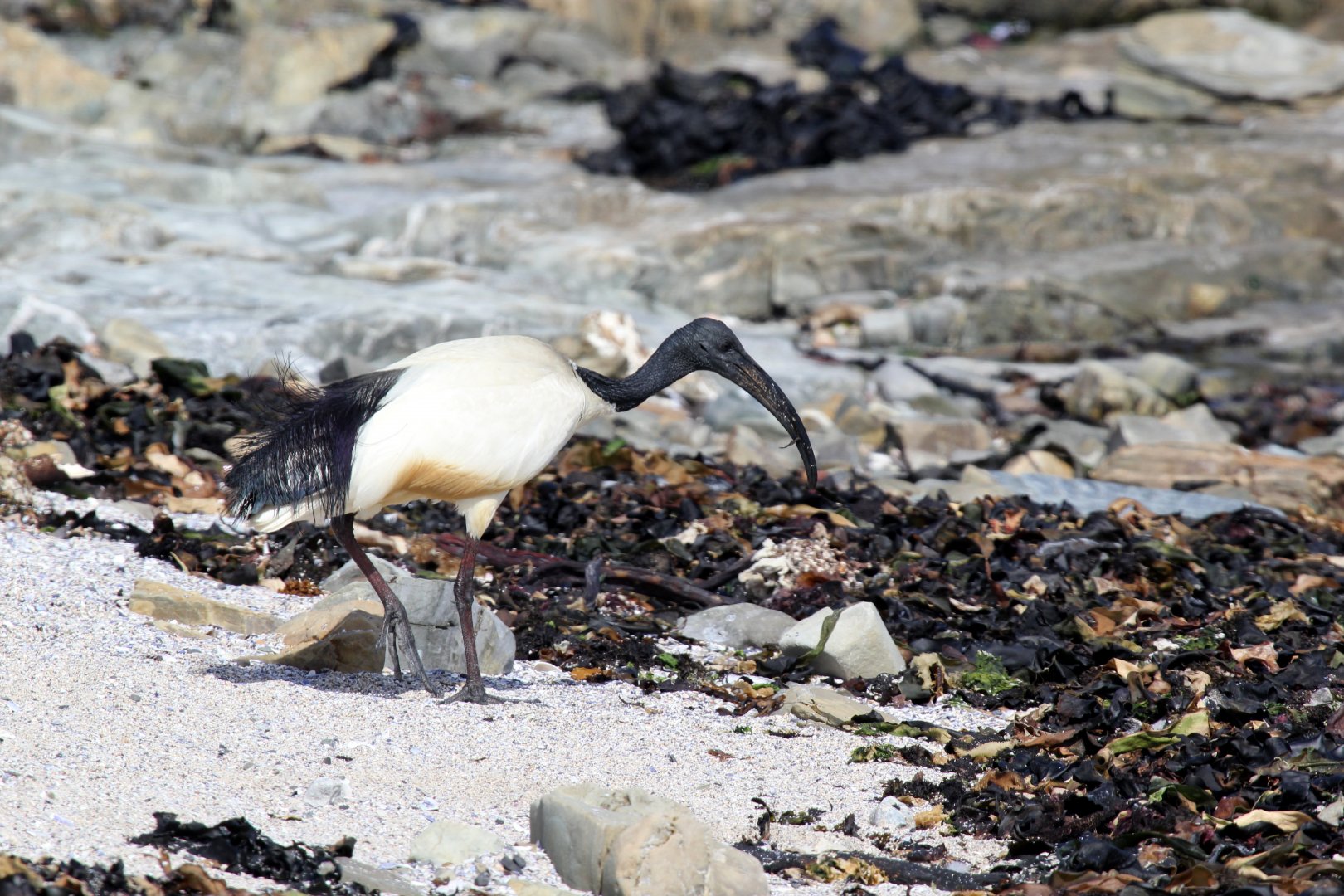 African Sacred Ibis (Threskiornis aethiopicus)