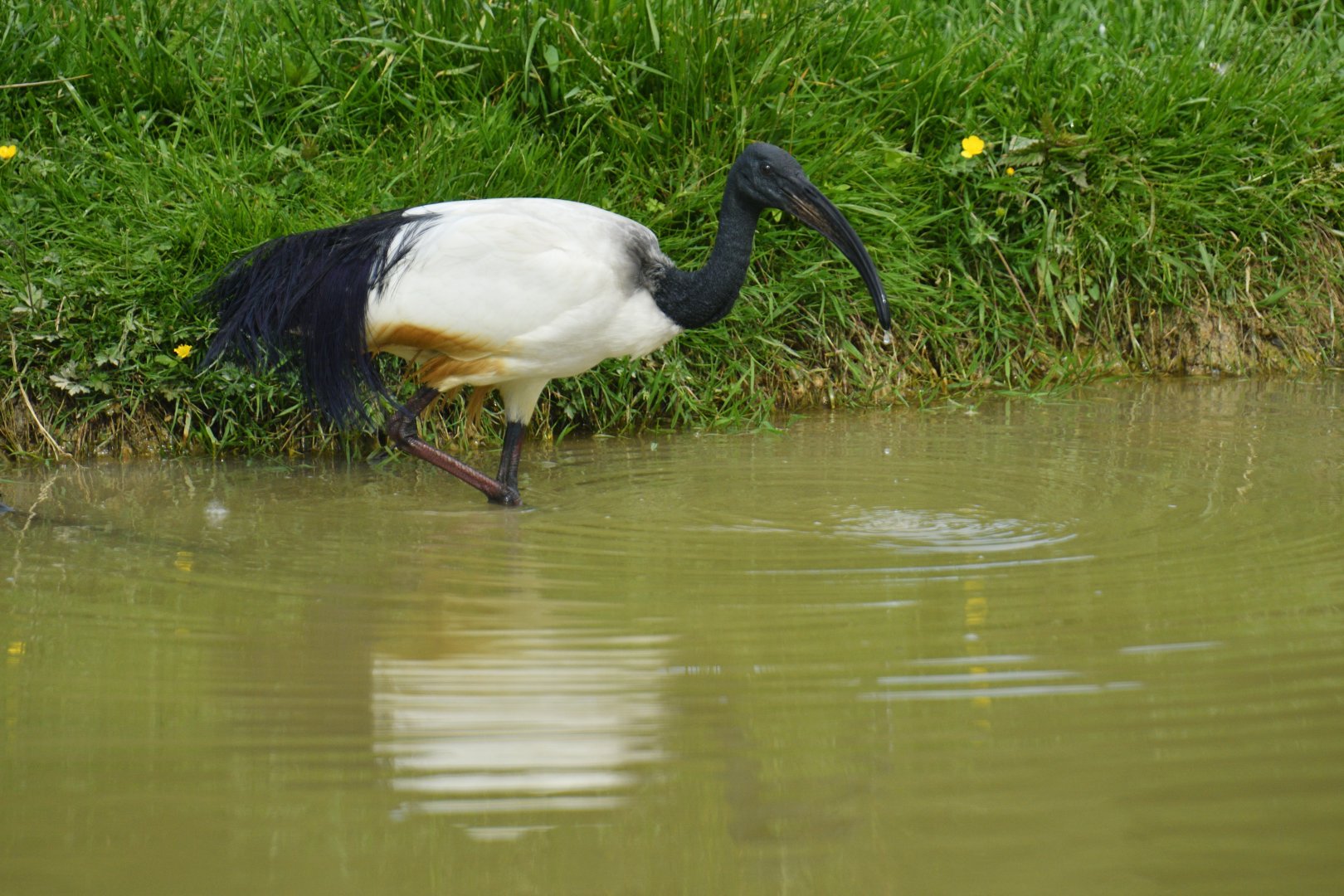 African sacred ibis (Threskiornis aethiopicus)